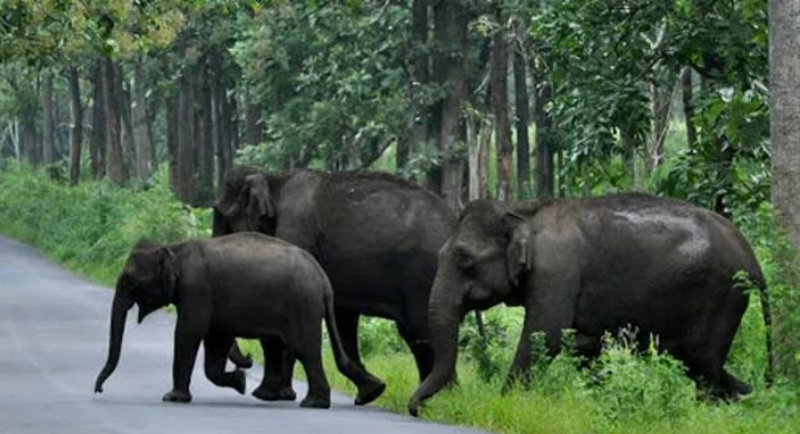 മനുഷ്യ-വന്യജീവി സംഘർഷം: വന്യജീവി കണക്കെടുപ്പും വന പഠനവും മതിയാകില്ലെന്ന് വിദഗ്ധർ img 20260608 wa0013