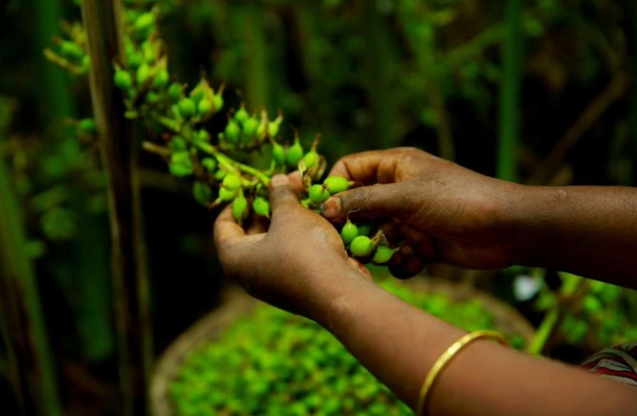 ഏലക്ക കർഷകർക്ക് ഡിജിറ്റൽ പിന്തുണ; ഓൺലൈൻ പൂളിംഗ് സംവിധാനം ആരംഭിച്ച് സ്പൈസസ് ബോർഡ് img 20260620 wa0074