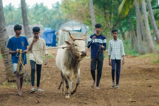 pexels aravindhan c 1933613249 29065171